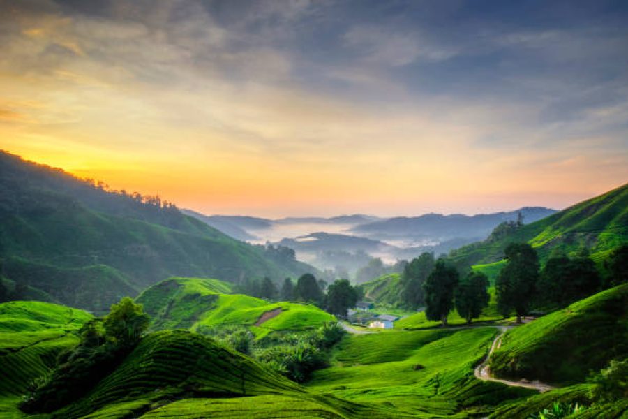 03 Days 02 Nights Cameron Highland Tour from Kuala Lumpur (Foreigner)