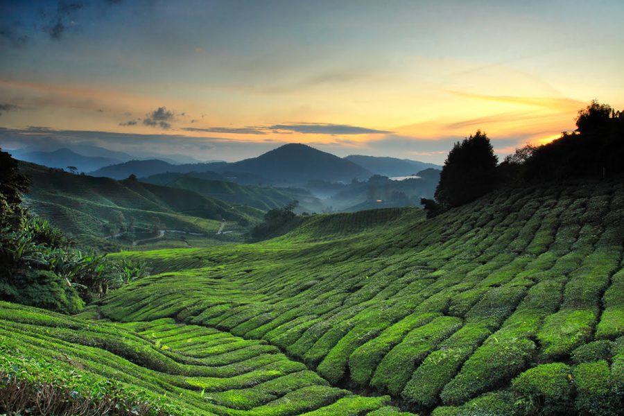 Half Day Cameron Highland Country Side Tour (Sharing)