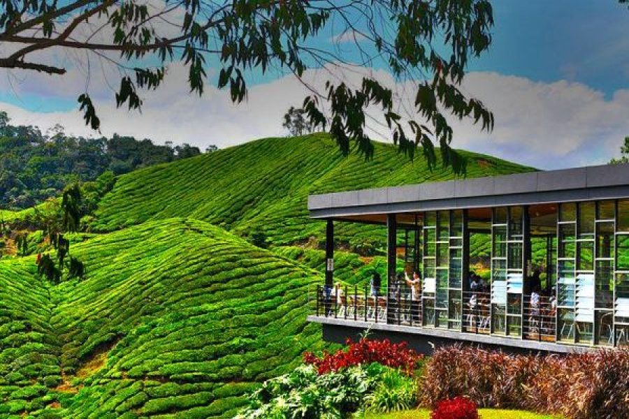 Full Day Cameron Highland Tour from Kuala Lumpur (Private)