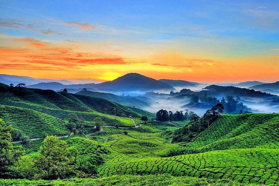 Full Day Cameron Highland Discovery Tour (Sharing)