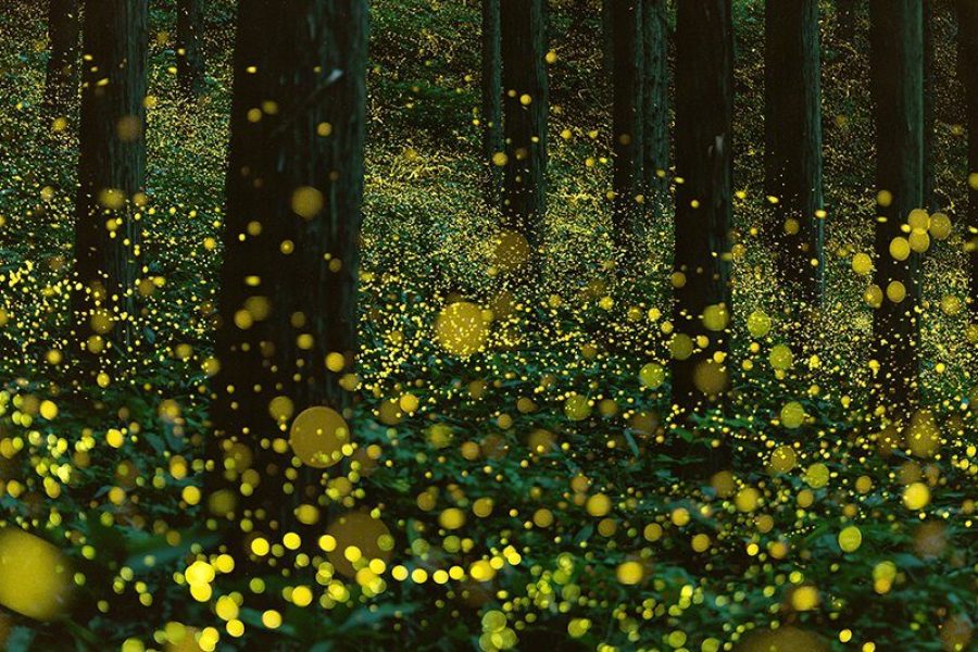 Full Day Kuala Selangor Firefly, Blue Tears, Bukit Melawati, Sekinchan Rice Paddy Tour from Kuala Lumpur (Private)