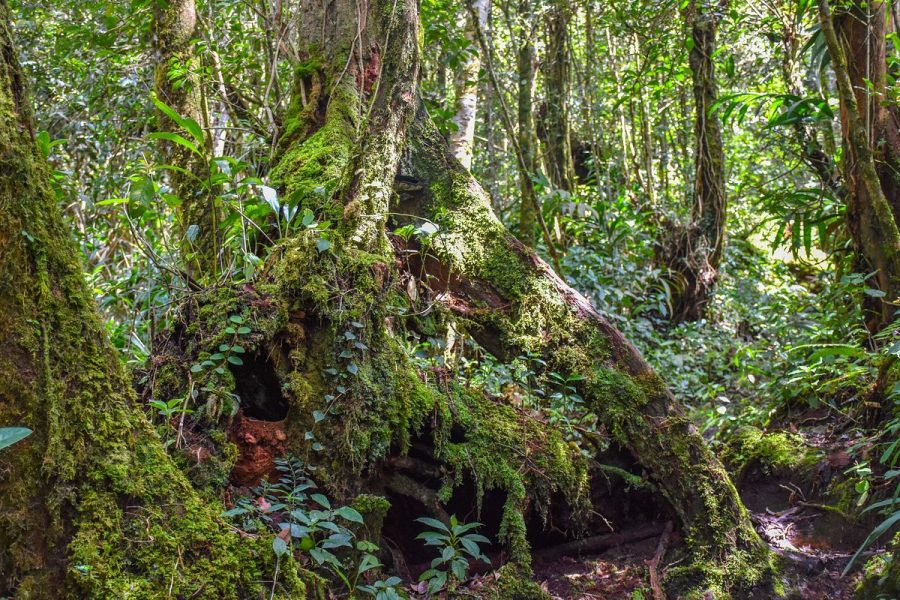 Full Day Cameron Amazing Rafflesia Discovery Tour (Sharing)