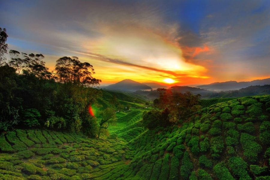 Half Day Cameron Highland Sunrise Discovery Tour (Sharing)
